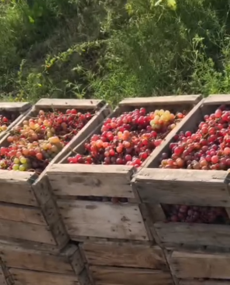 Cajones de uvas