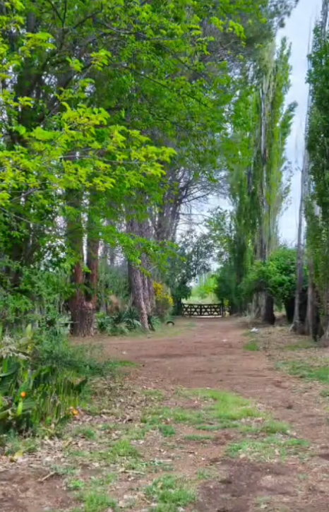 Camino y entorno verde de la finca